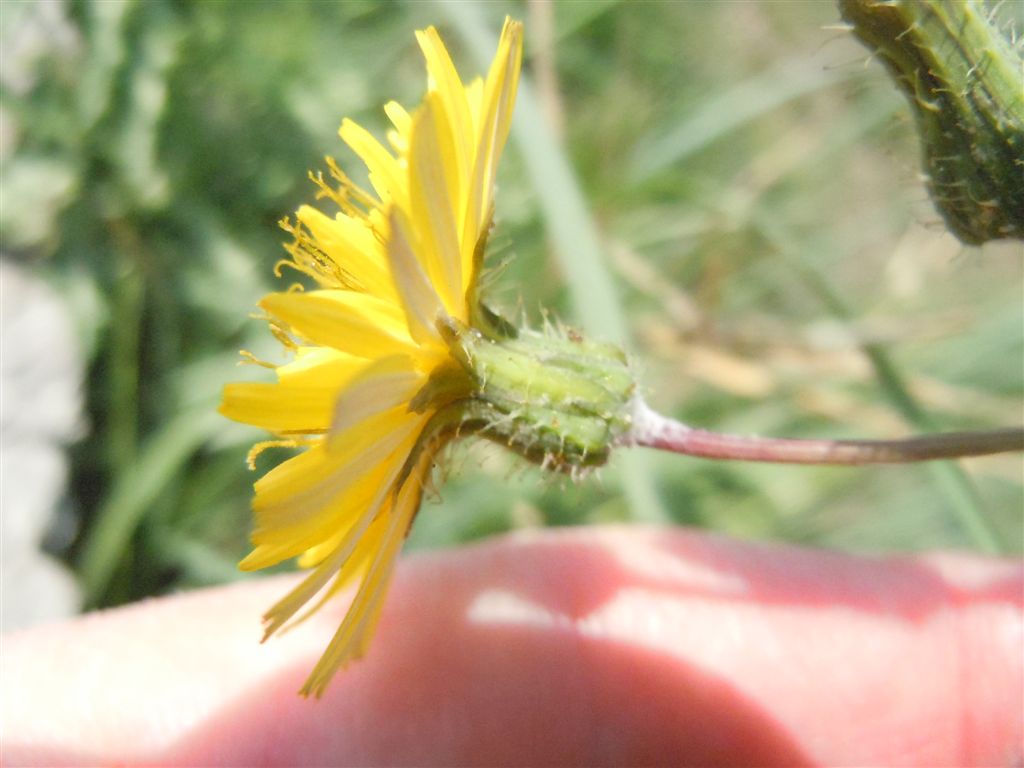 Sonchus??